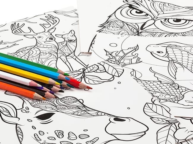 Reino animal Ruibal - Imagen 3